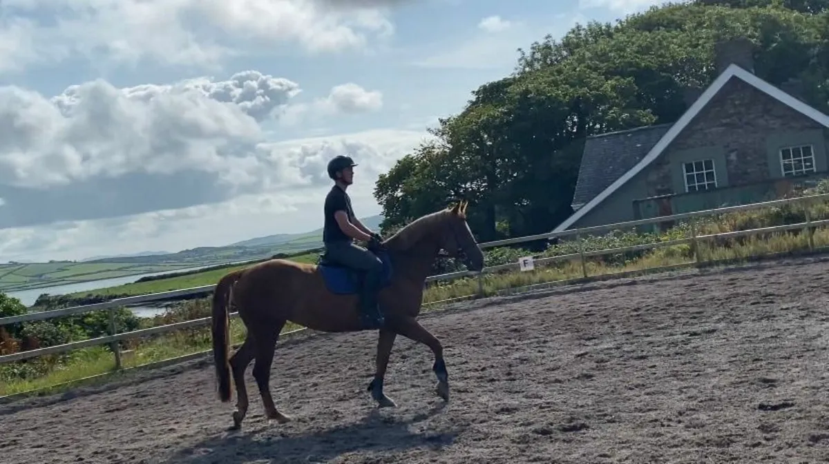Horse - Image 2