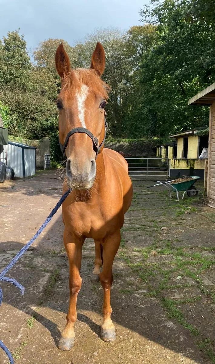 Horse - Image 3