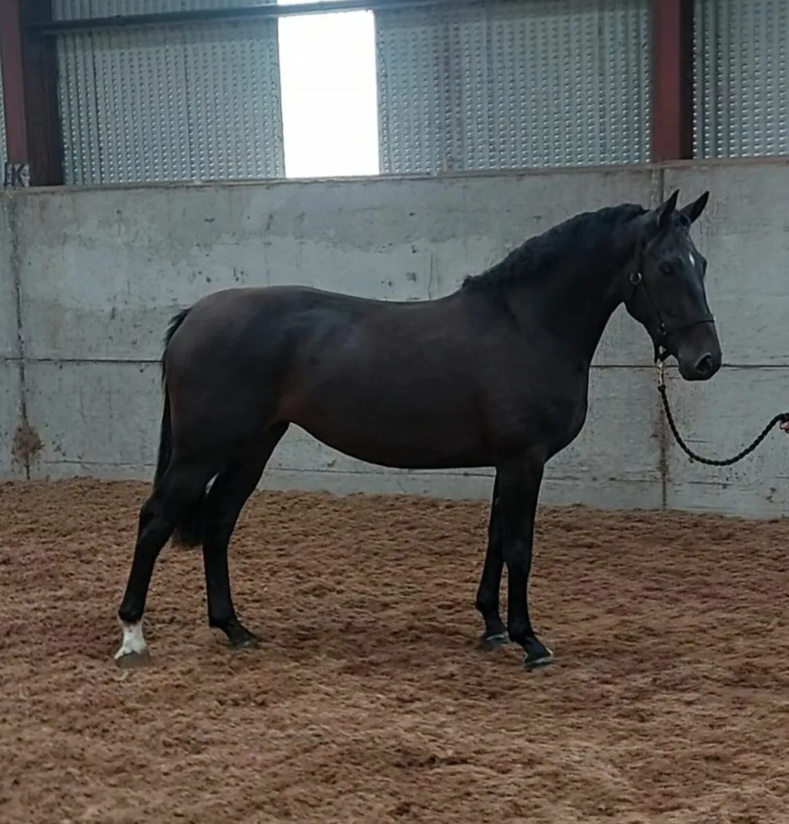 Top Quality 3yo - Image 1