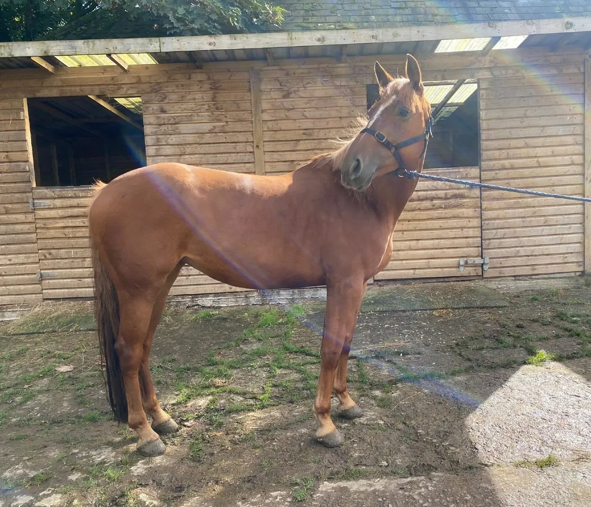 Horse - Image 4
