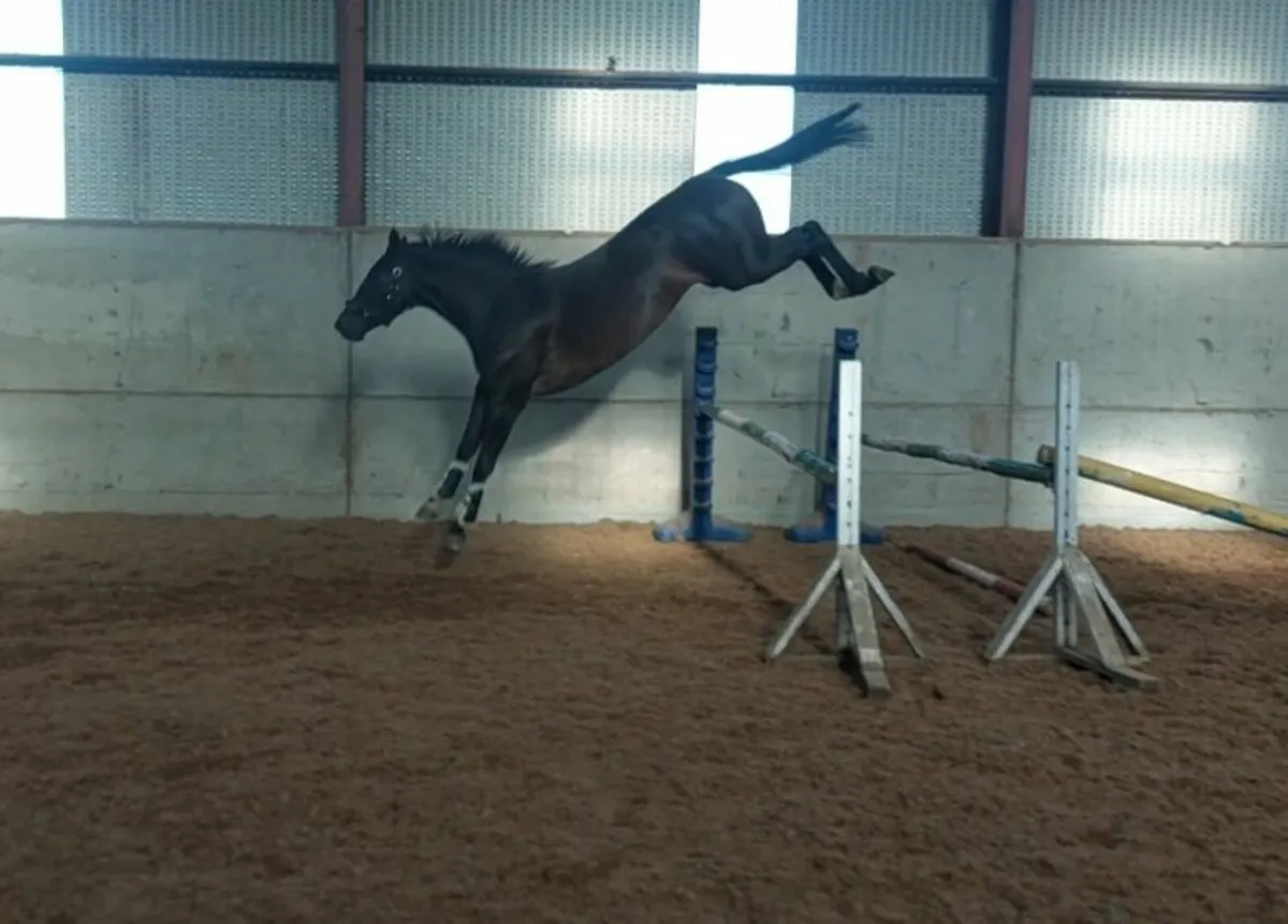 Top Quality 3yo - Image 4