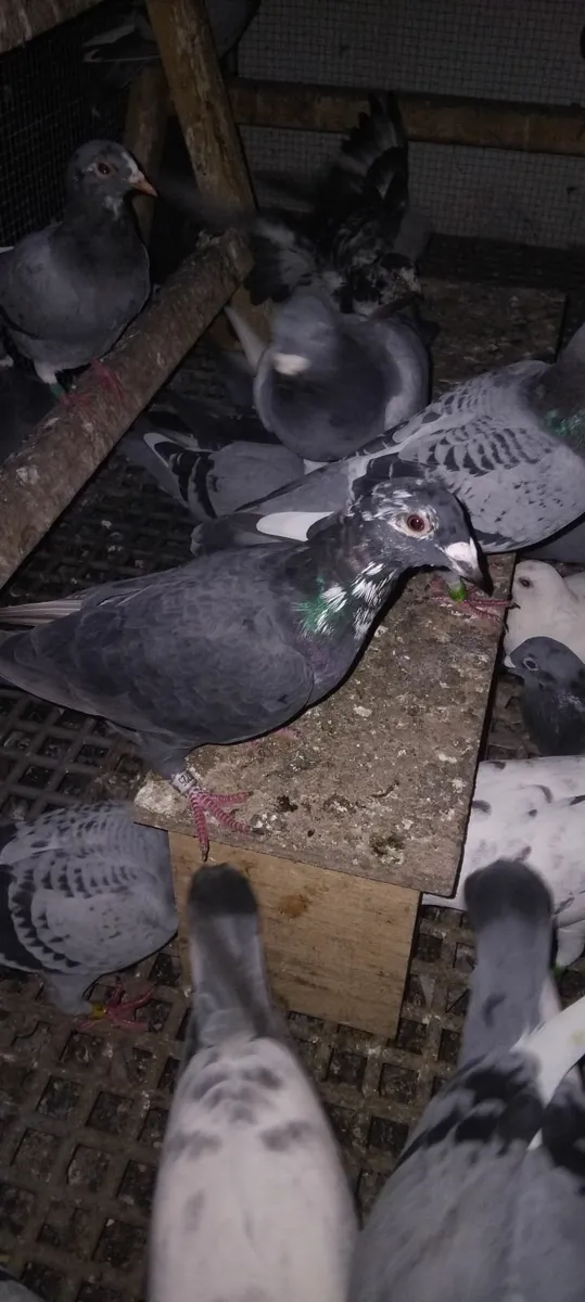 Tiger grizzle pigeon - Image 1