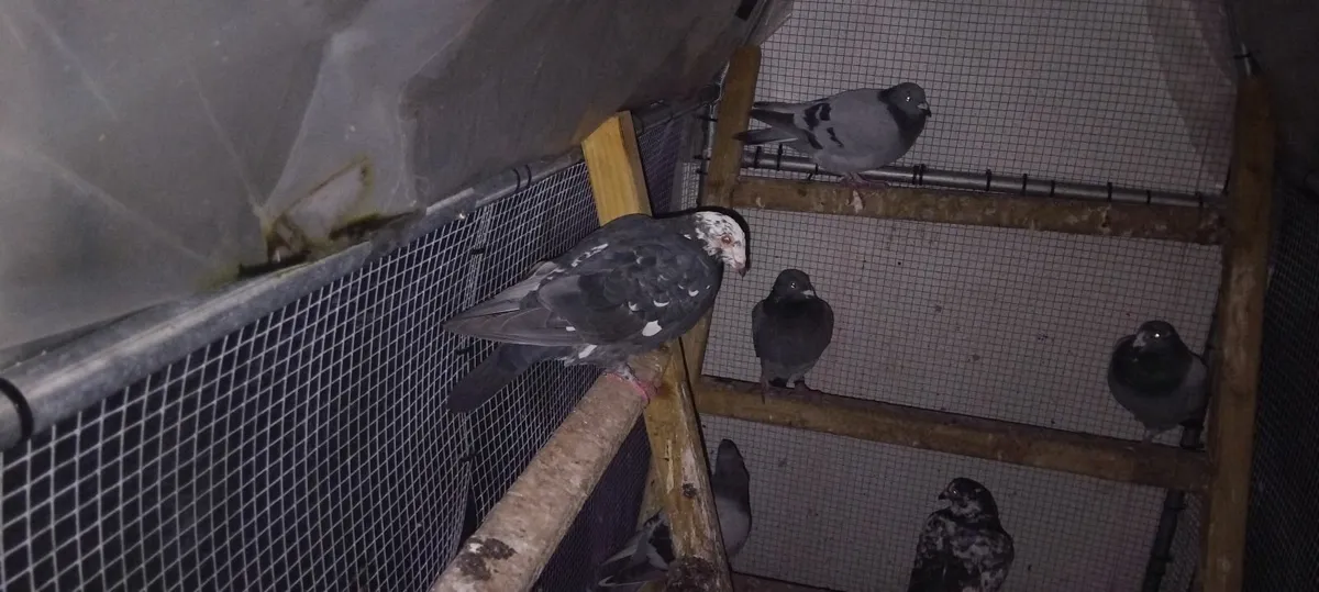 Tiger grizzle pigeon - Image 2
