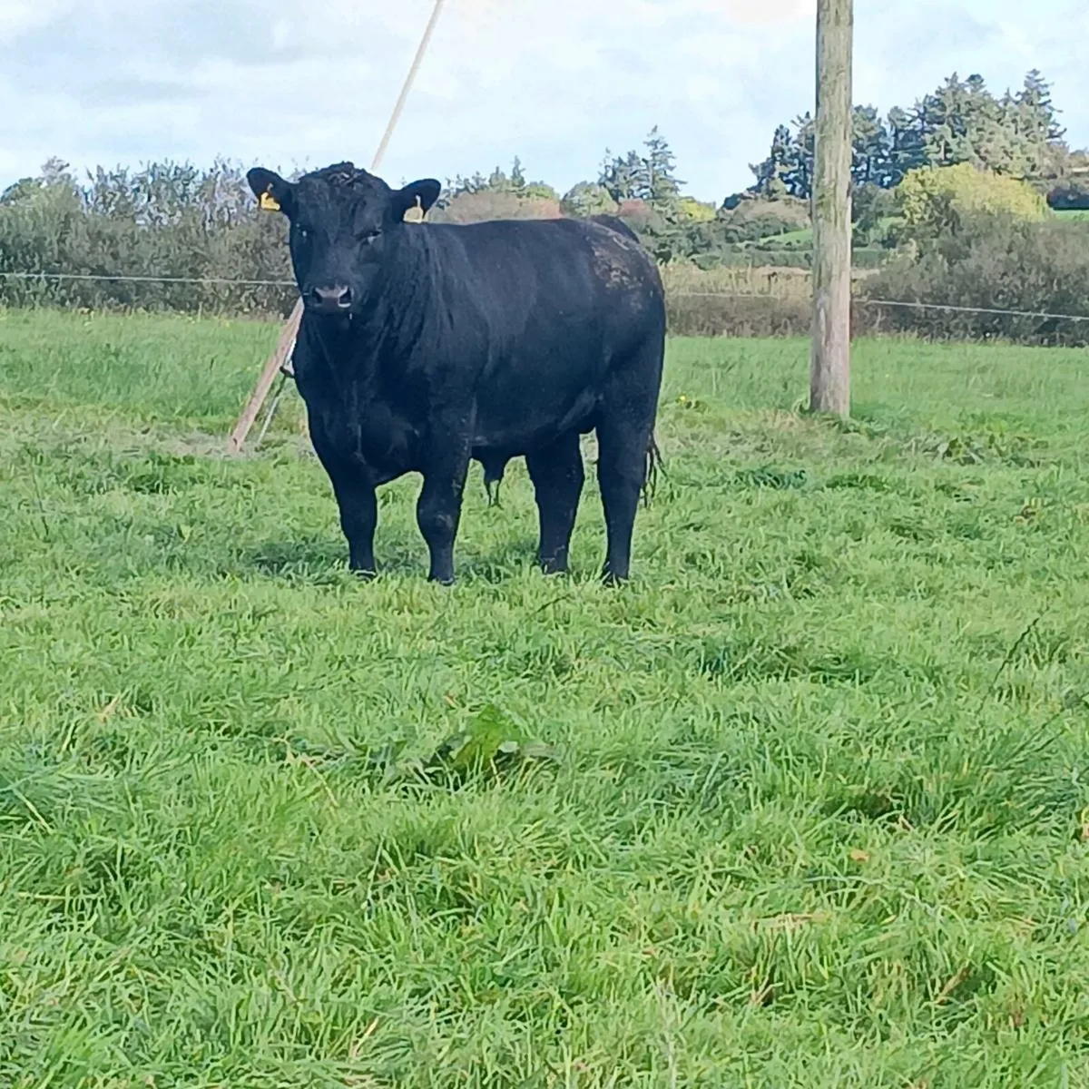 Pedigree Angus Bull - Image 1