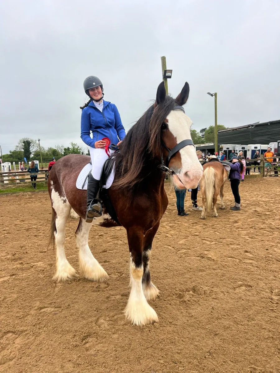 14 year old 18.2 hand clydesdale green book - Image 2