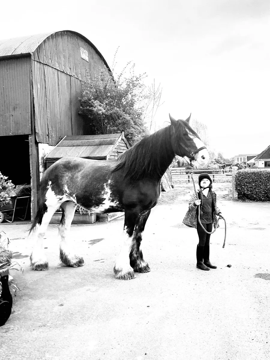 14 year old 18.2 hand clydesdale green book - Image 3