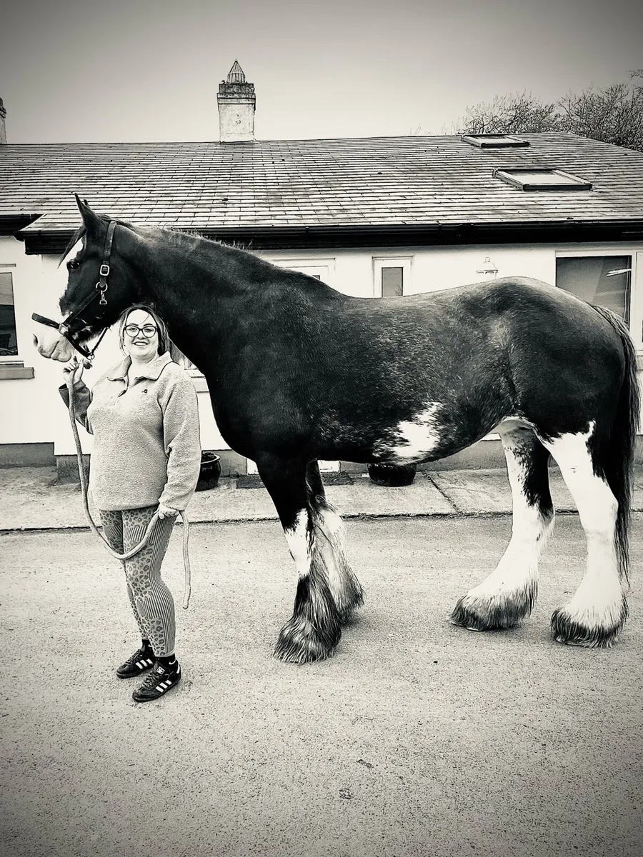 14 year old 18.2 hand clydesdale green book - Image 4