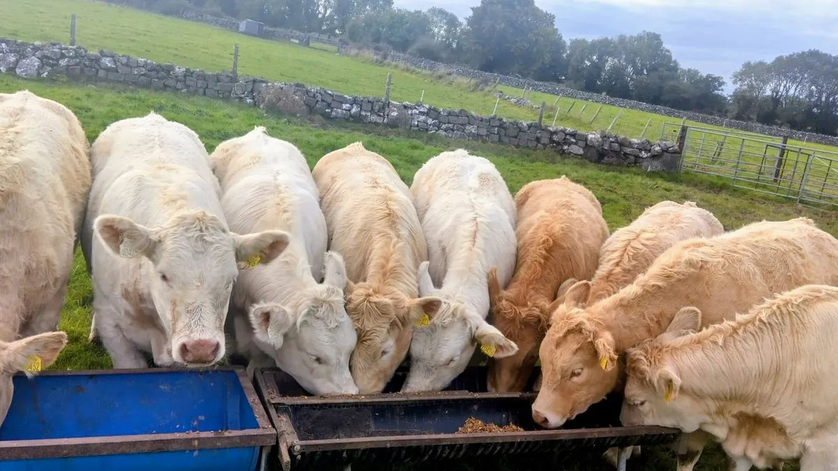 Heifer Weanlings Ballinrobe Mart 26th September - Image 2