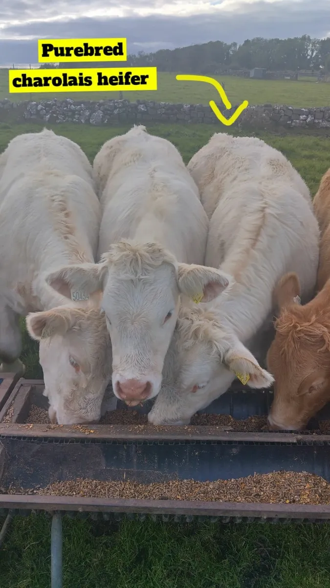 Heifer Weanlings Ballinrobe Mart 26th September - Image 4