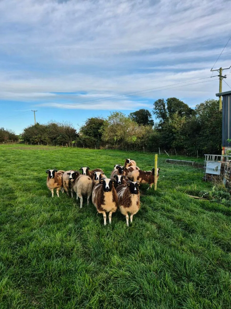 Pedigree Jacob Ewe Lambs - Image 1