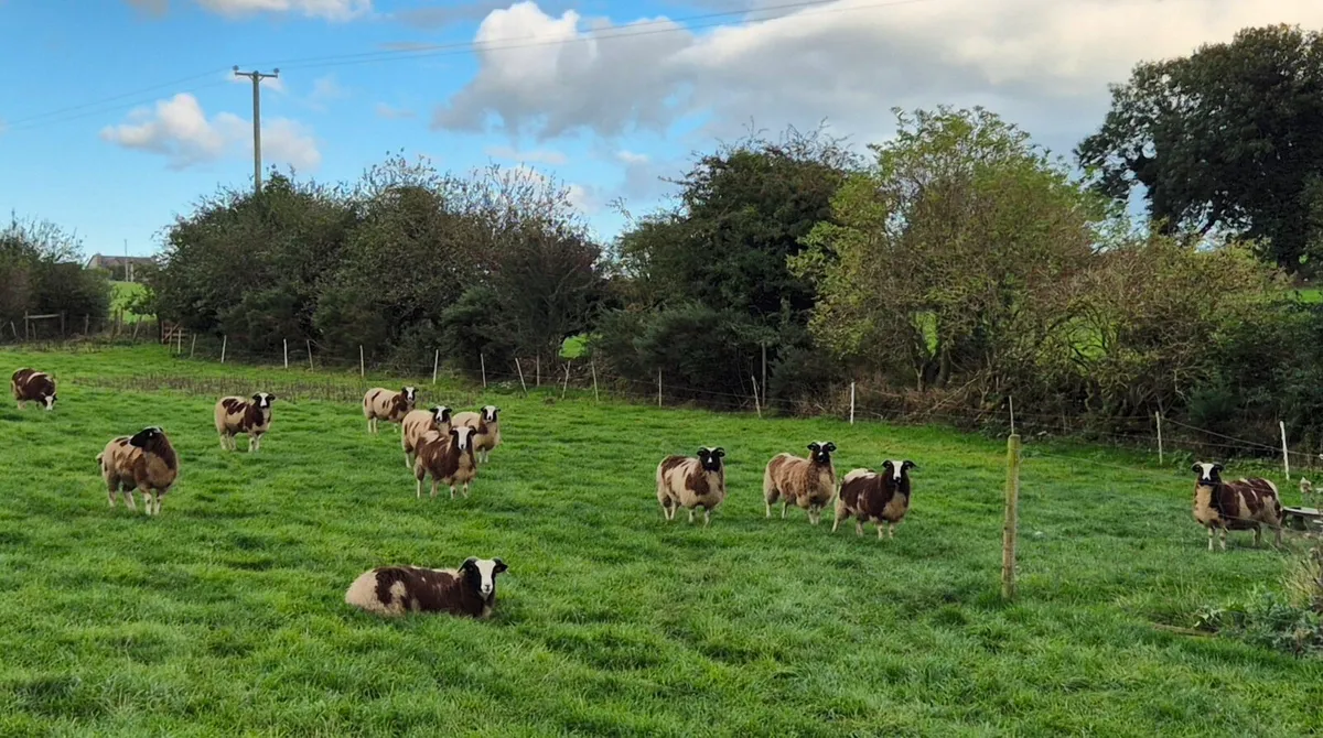 Pedigree Jacob Ewe Lambs - Image 2