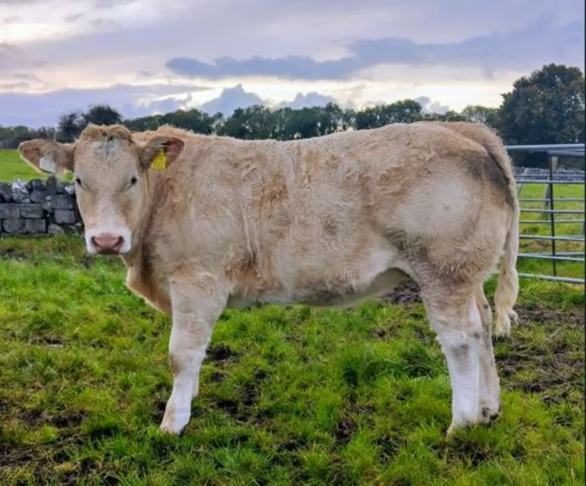 Heifer Weanlings Ballinrobe Mart 26th September - Image 1