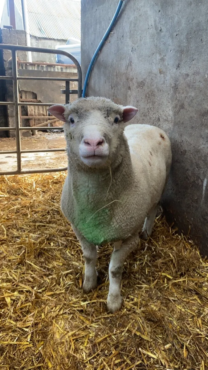 Dorset Teaser Ram for Hire - Image 1