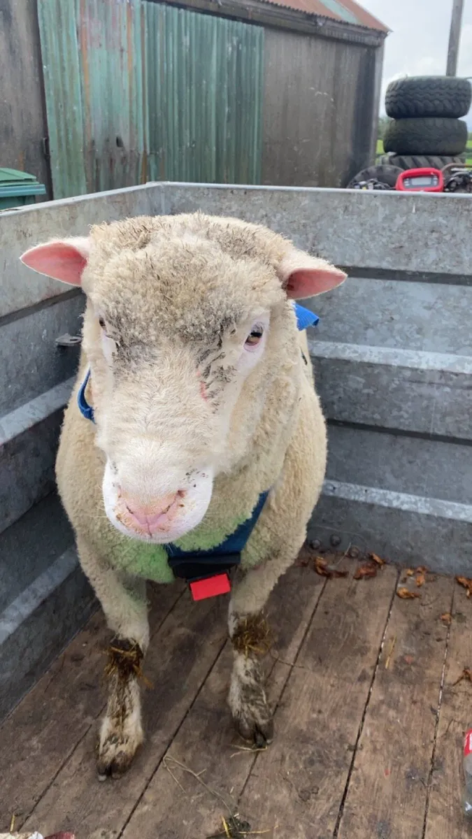 Dorset Teaser Ram for Hire - Image 2