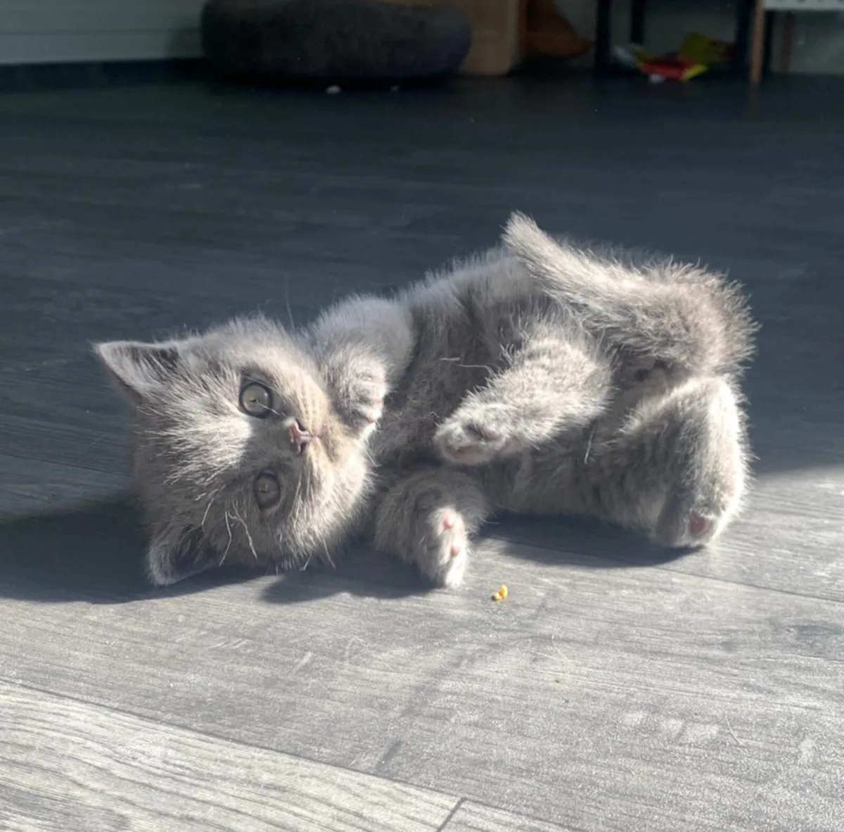 British Shorthair Kitten - Image 3