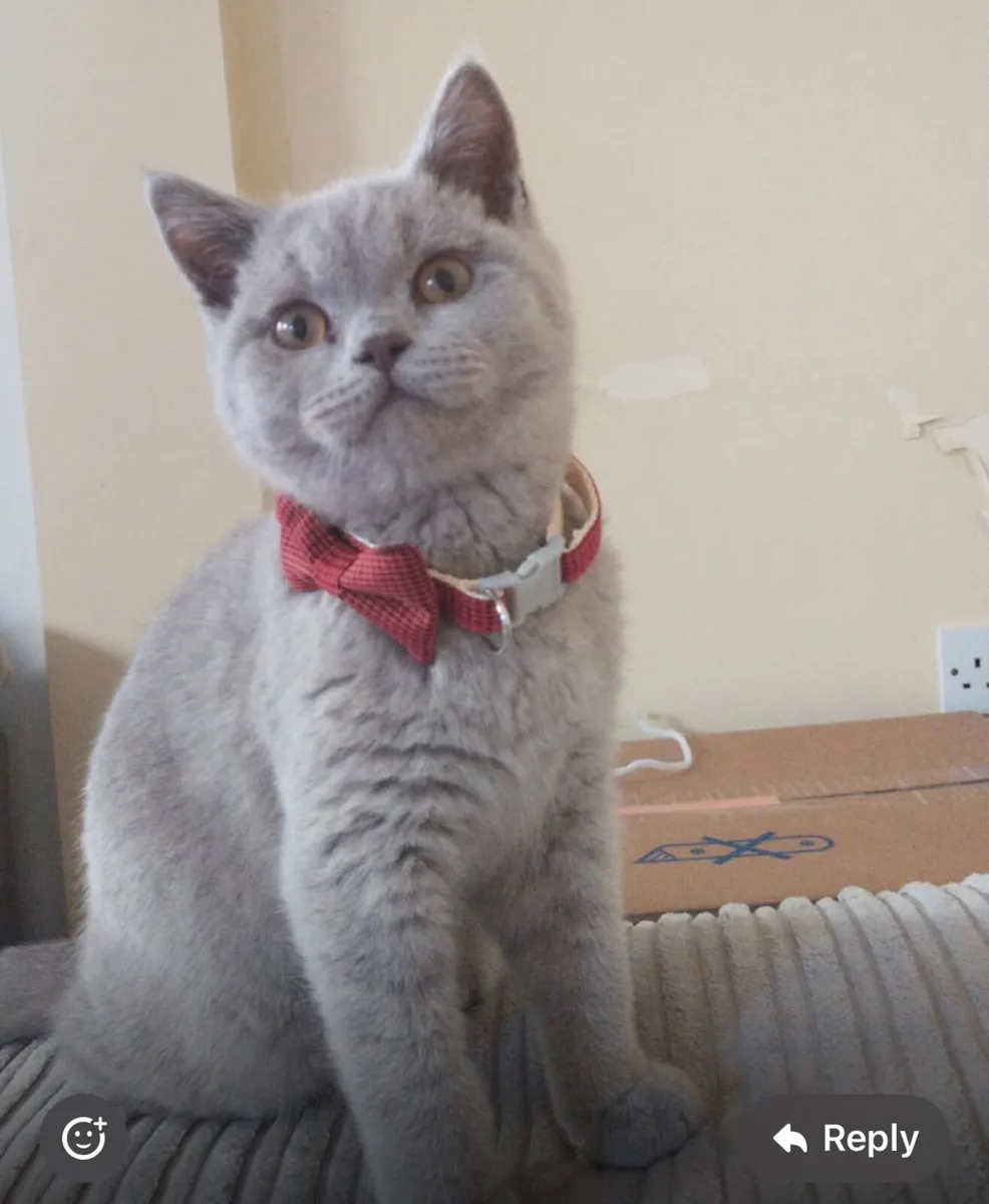 British Shorthair Kitten - Image 4