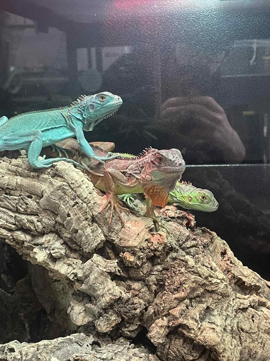 Iguanas