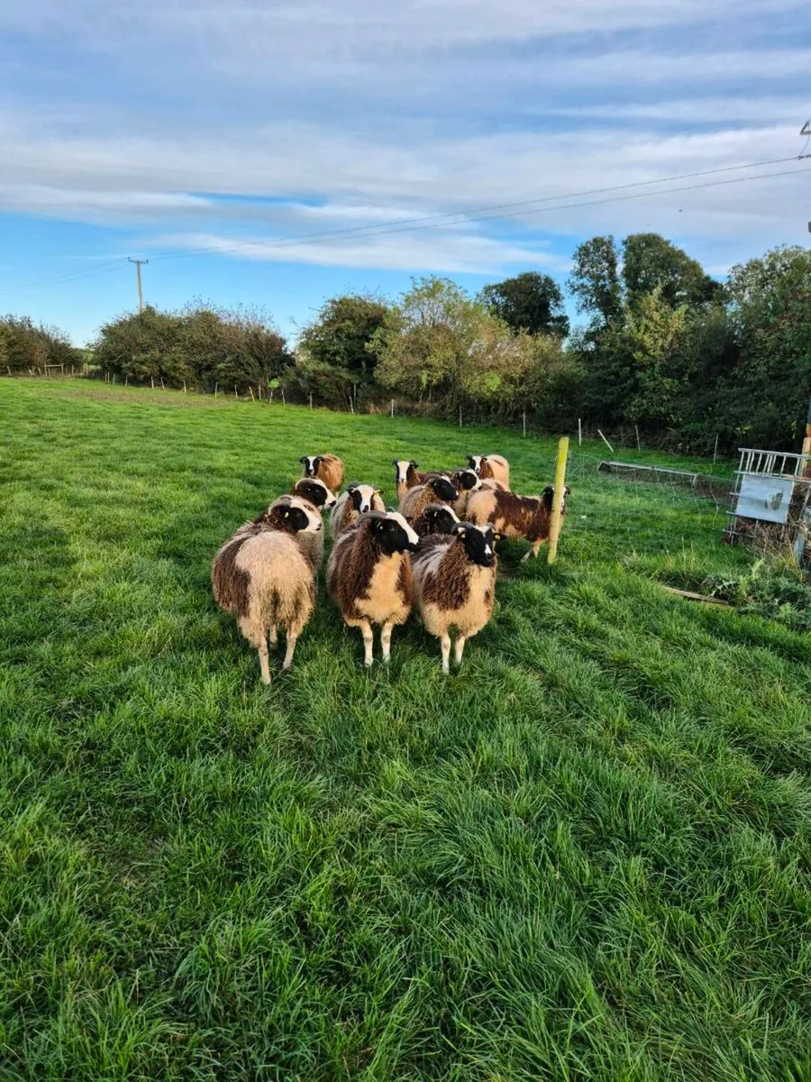 Pedigree Jacob Ewe Lambs - Image 3