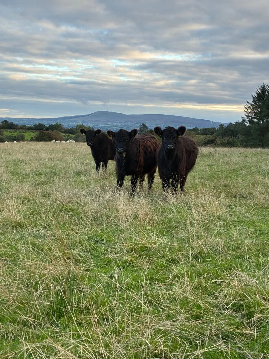 Pedigree Black Galloway Heifers - Image 1