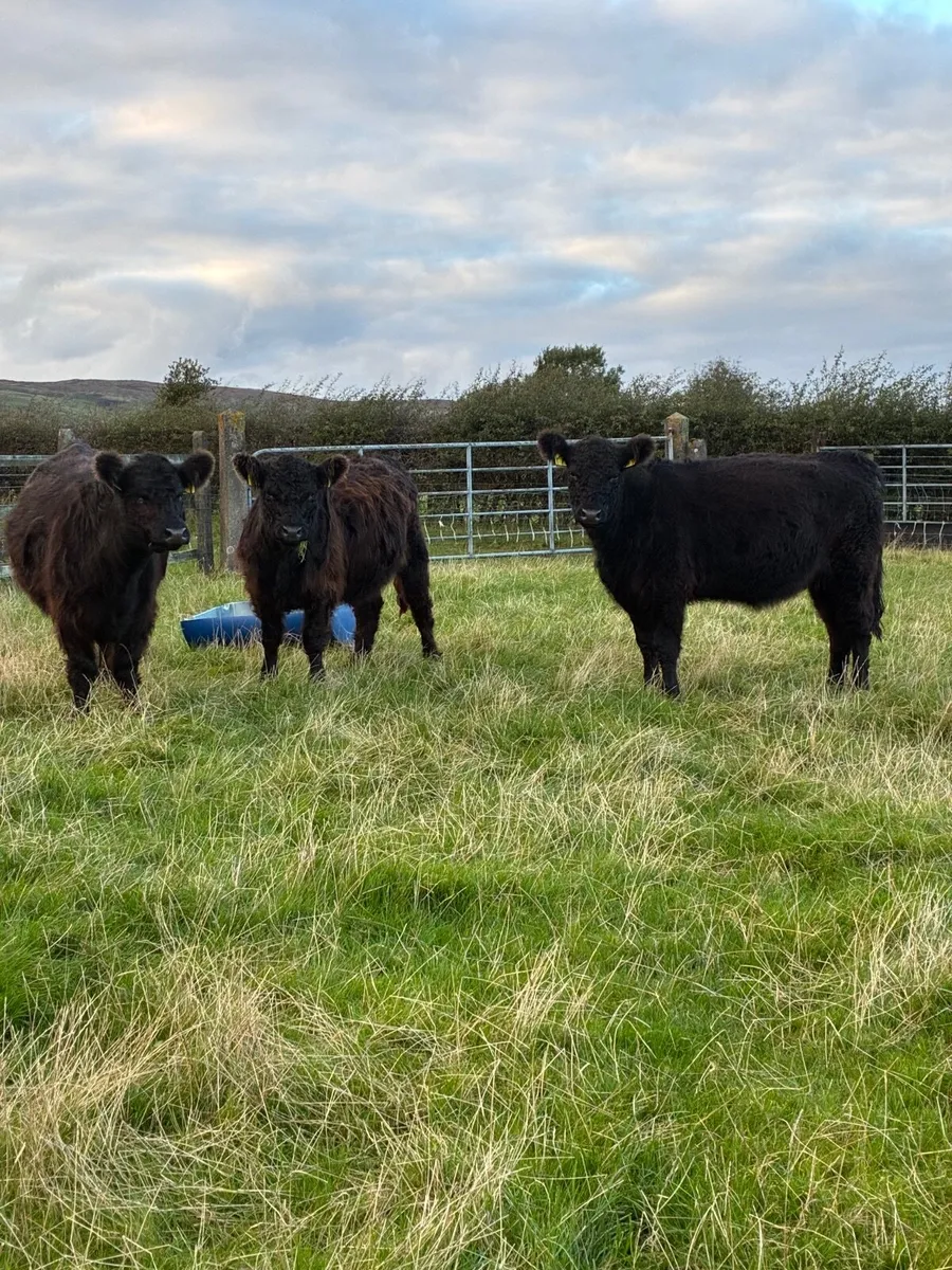Pedigree Black Galloway Heifers - Image 3