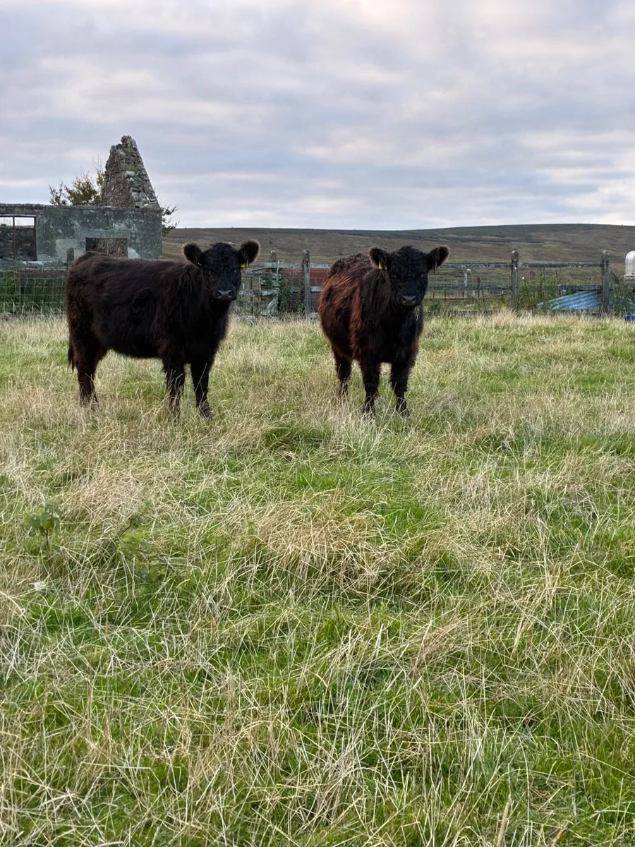 Pedigree Black Galloway Heifers - Image 4