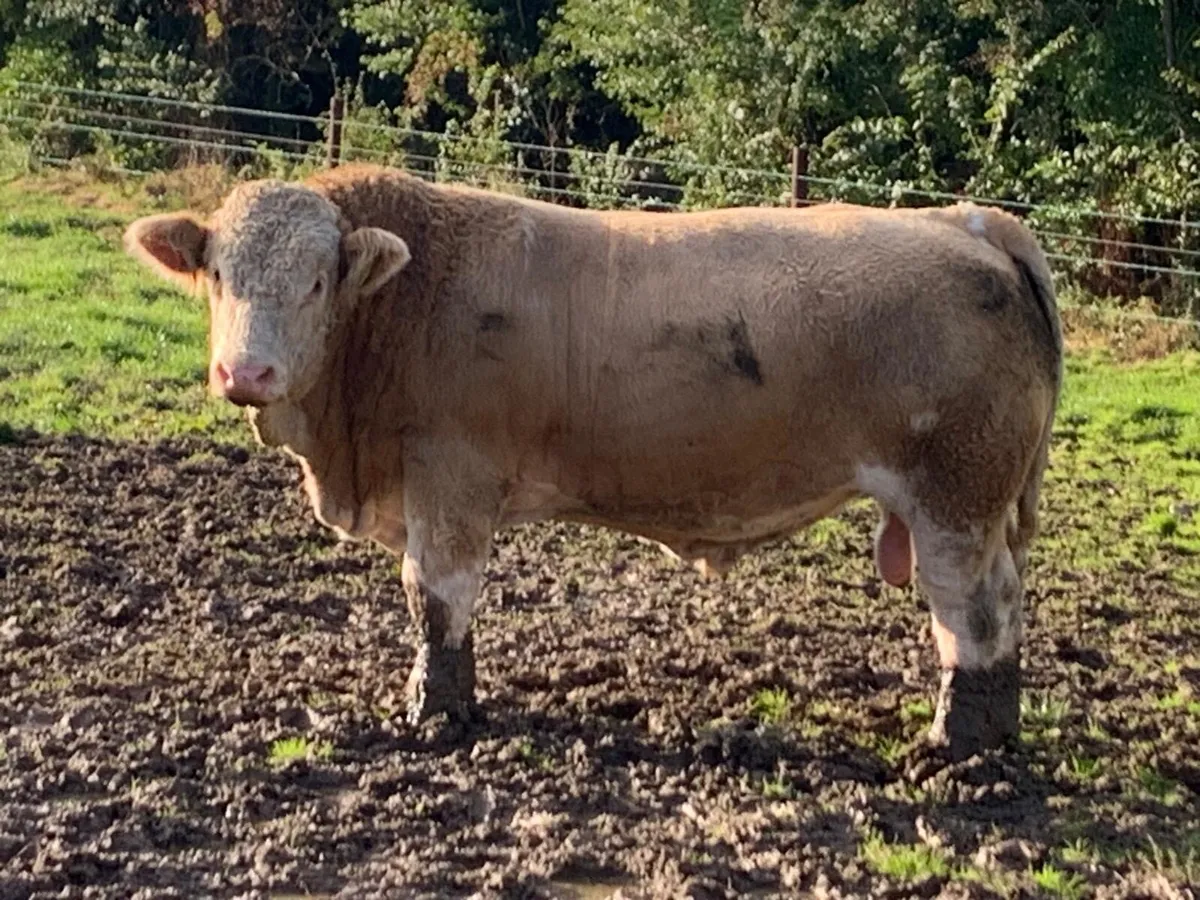 Pedigree Simmental Bulls - Image 2
