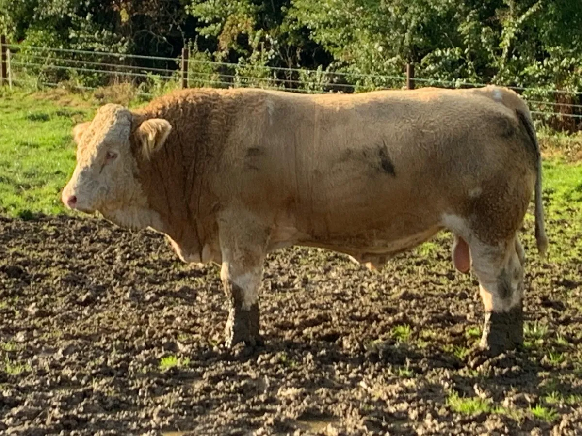 Pedigree Simmental Bulls - Image 3