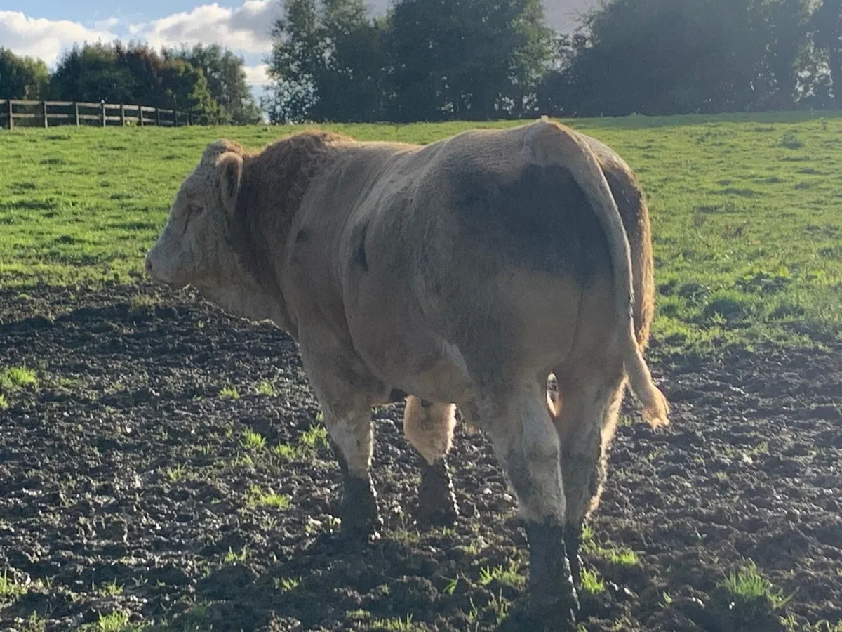 Pedigree Simmental Bulls - Image 4