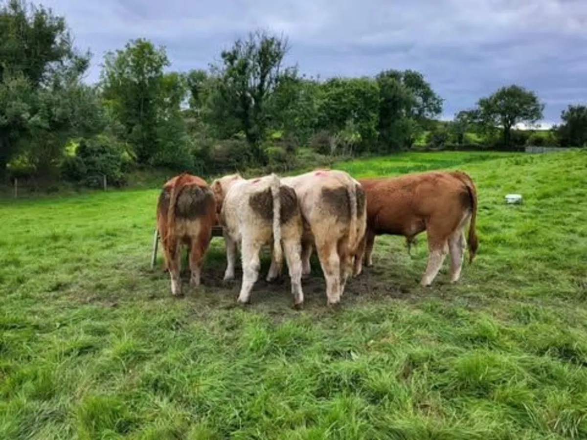 15 Quality Bull Weanlings - Image 1
