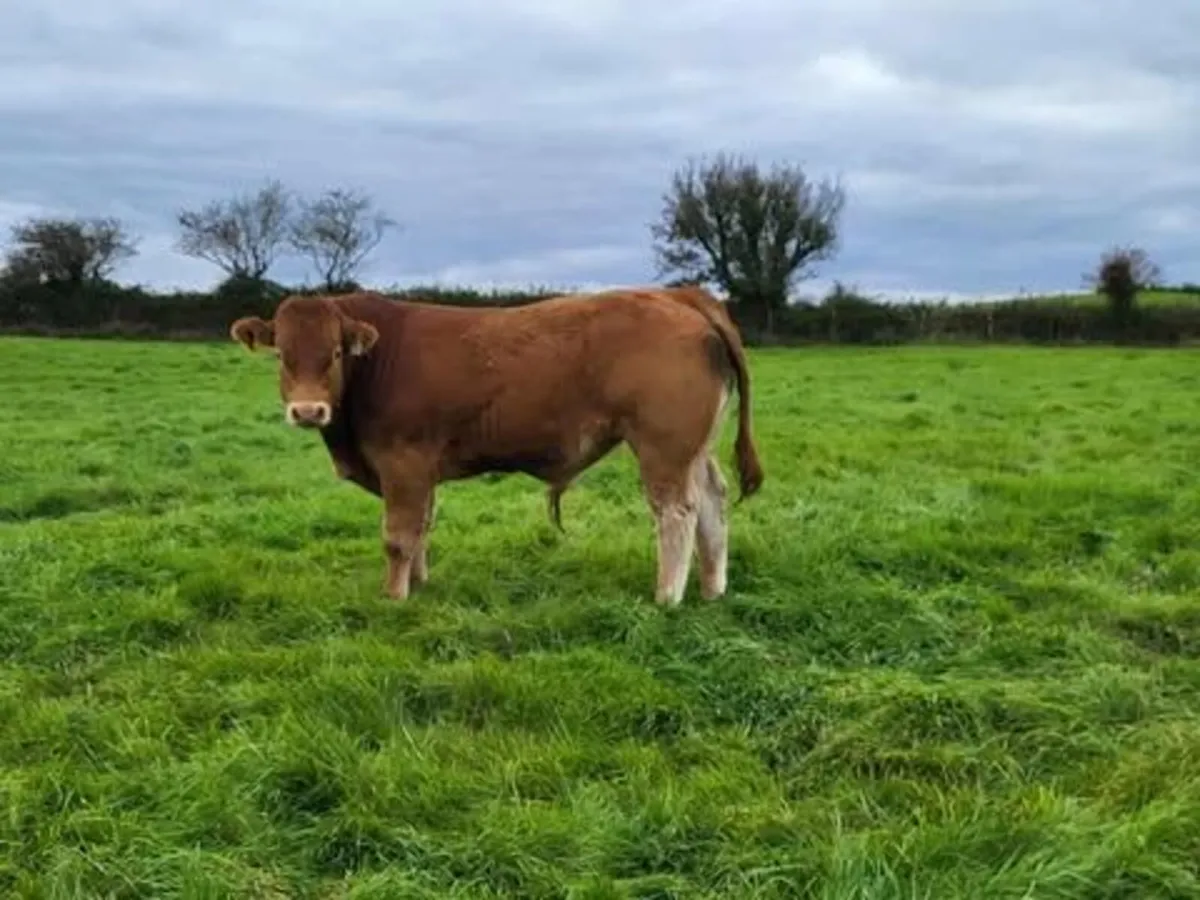 15 Quality Bull Weanlings - Image 3