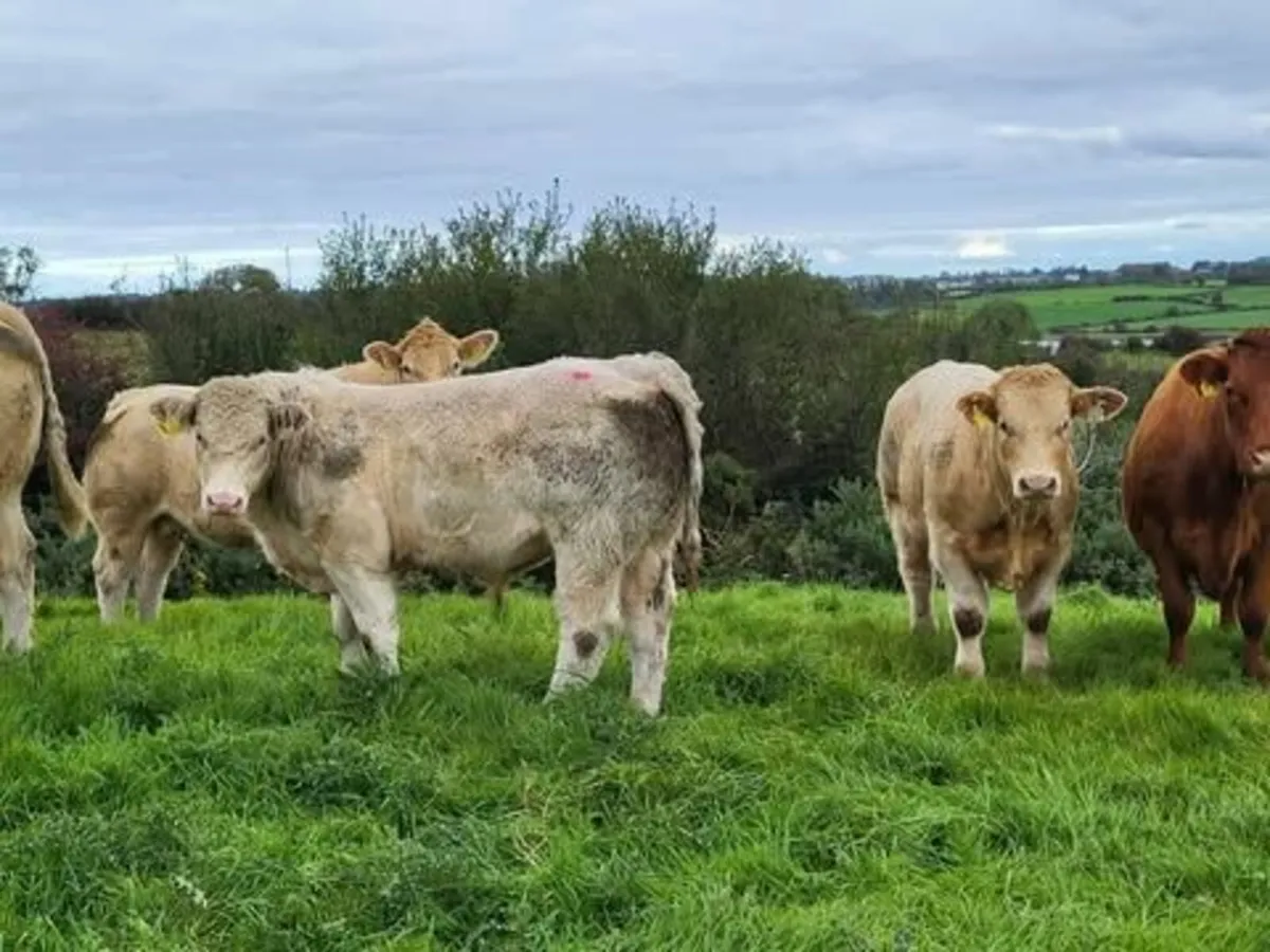 15 Quality Bull Weanlings - Image 4