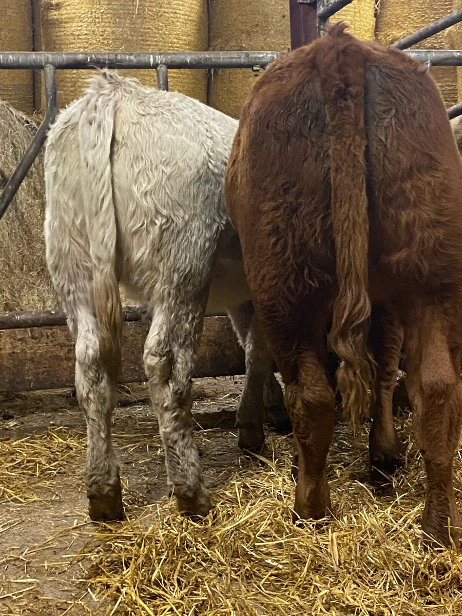 ⭐️ 2 super heifer weanlings - Image 1