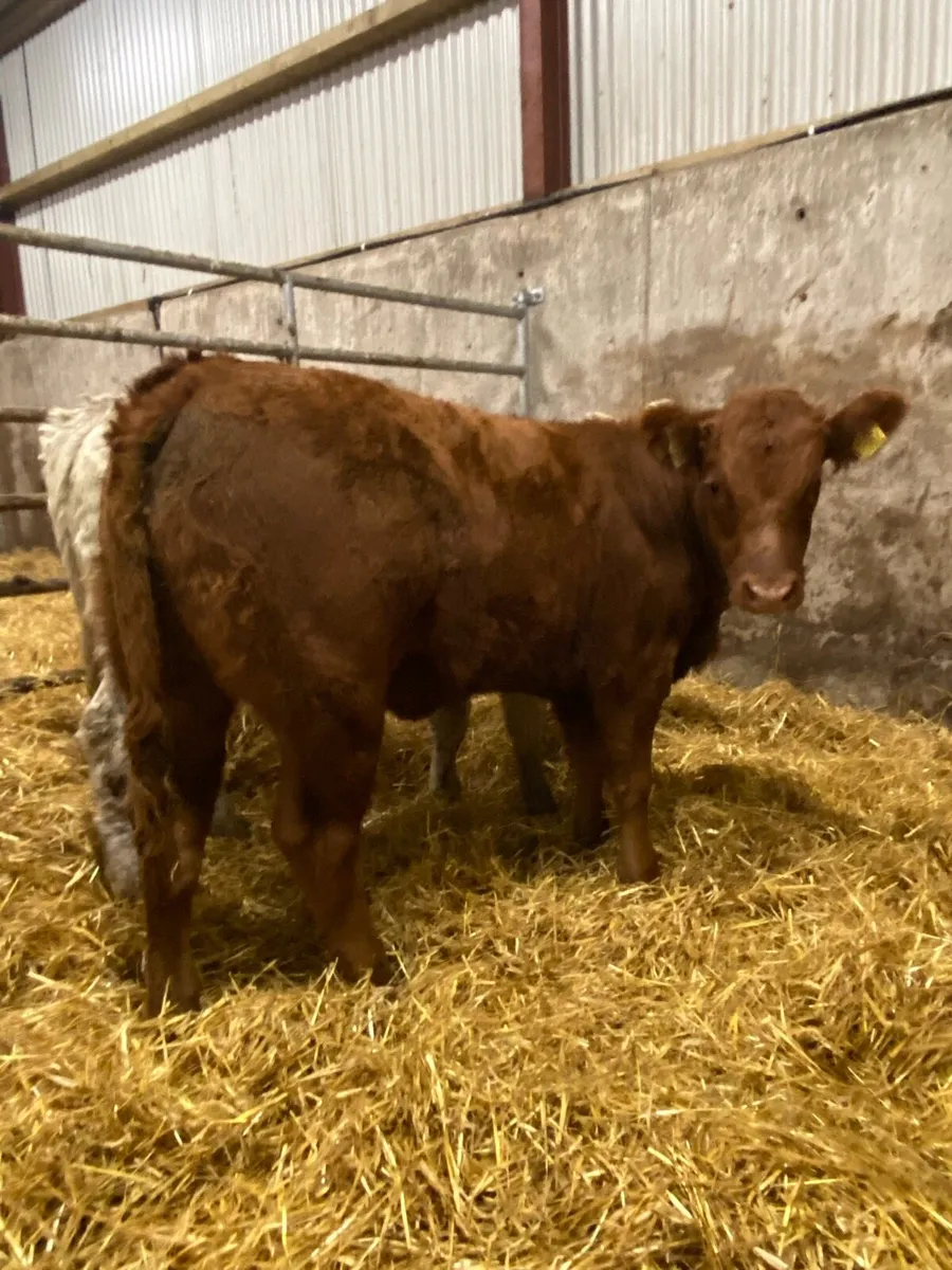 ⭐️ 2 super heifer weanlings - Image 2