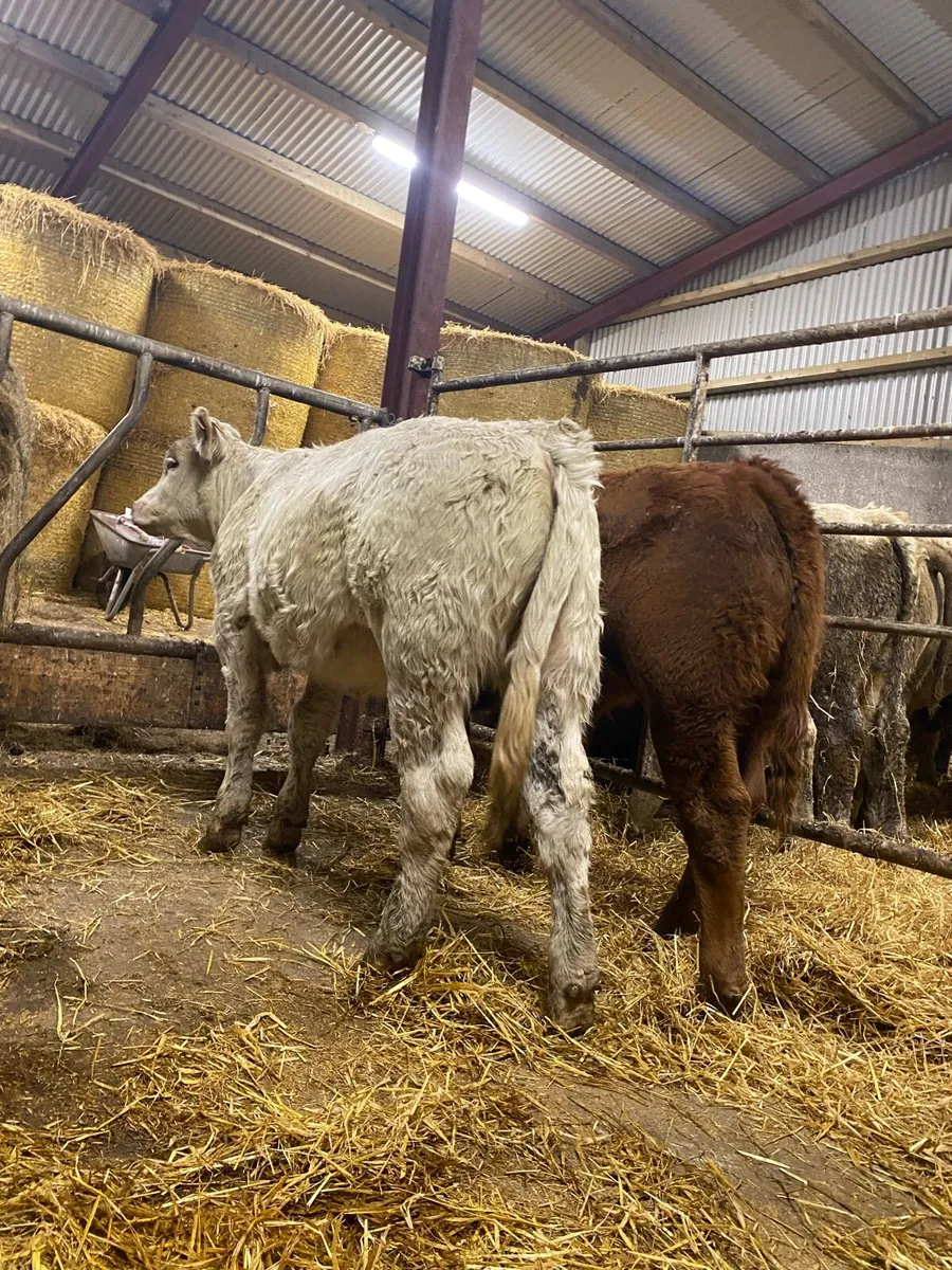 ⭐️ 2 super heifer weanlings - Image 3