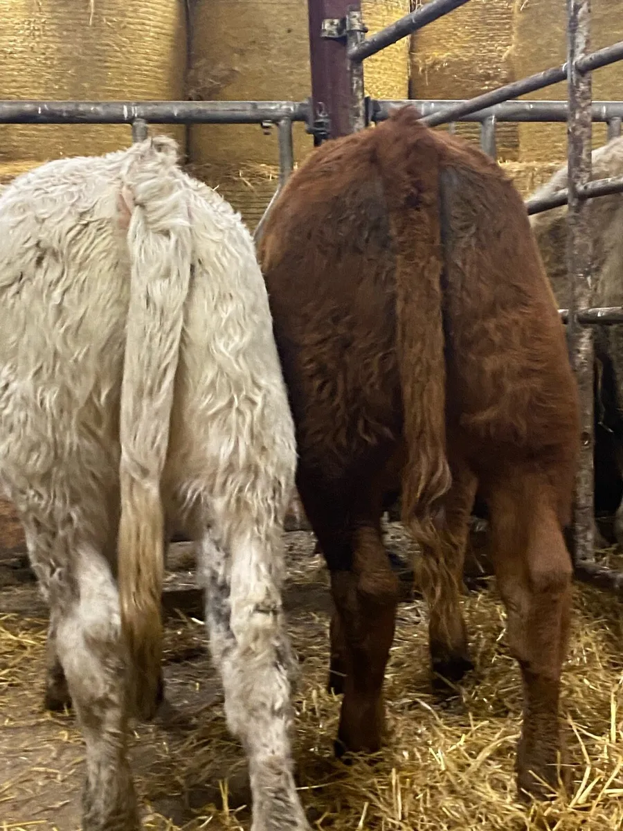 ⭐️ 2 super heifer weanlings - Image 4