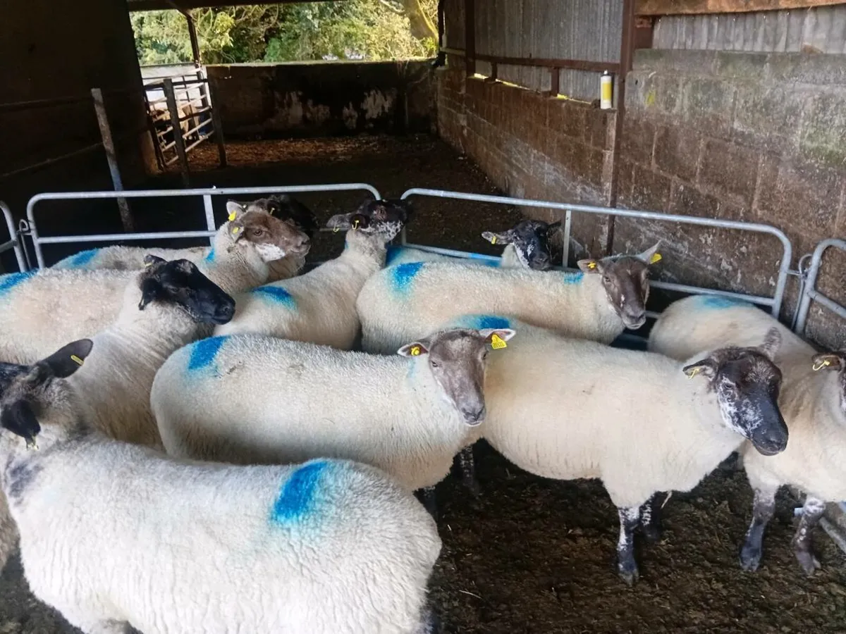 Ewe  Hoggets - Image 3