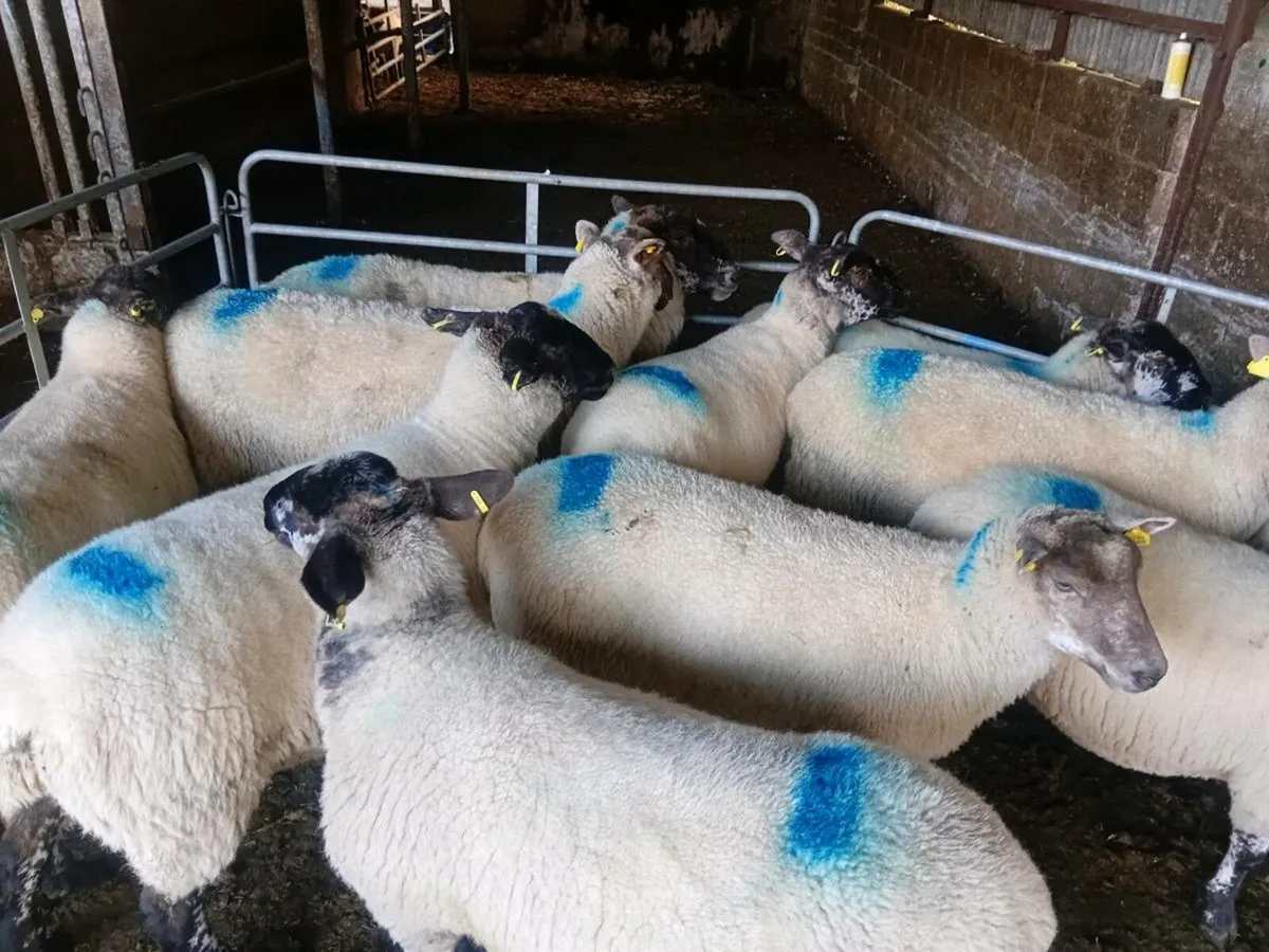 Ewe  Hoggets - Image 4