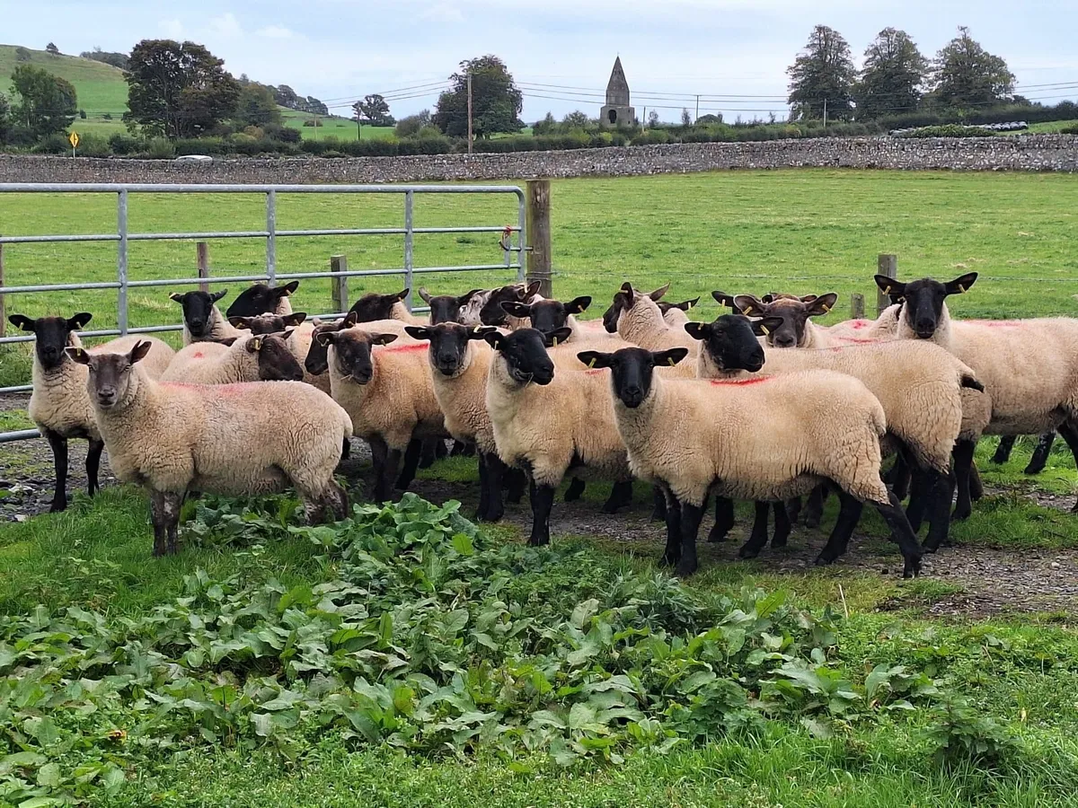 Ewe Hoggets - Image 1