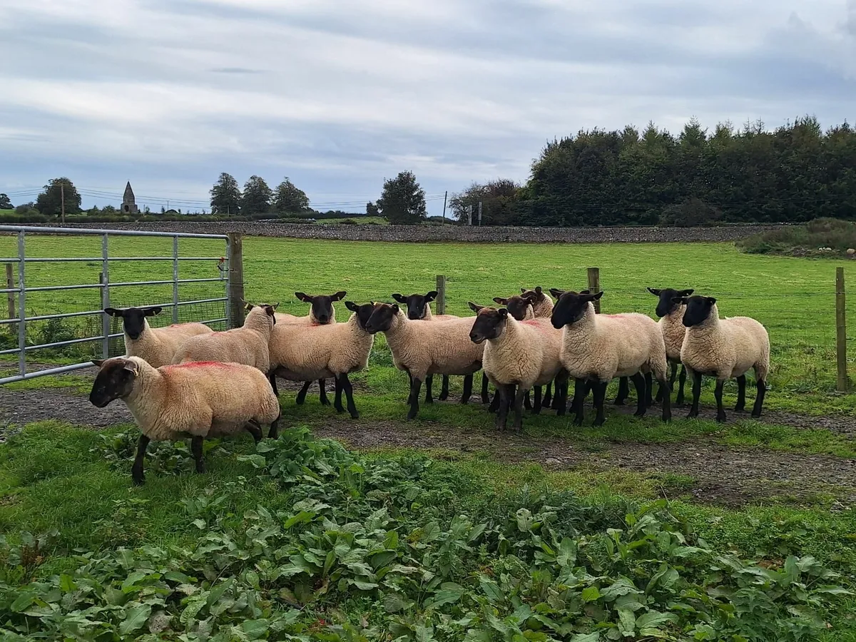 Ewe Hoggets - Image 2