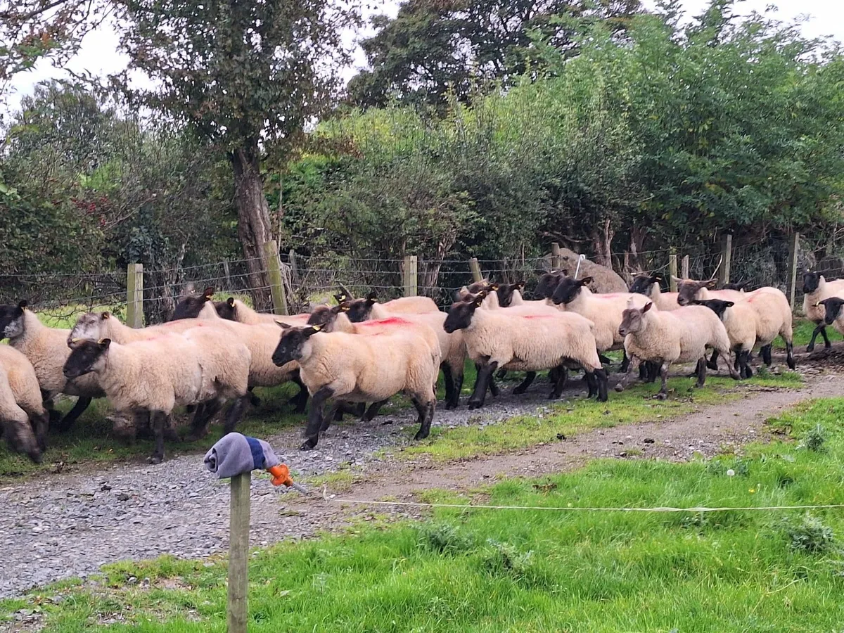 Ewe Hoggets - Image 3