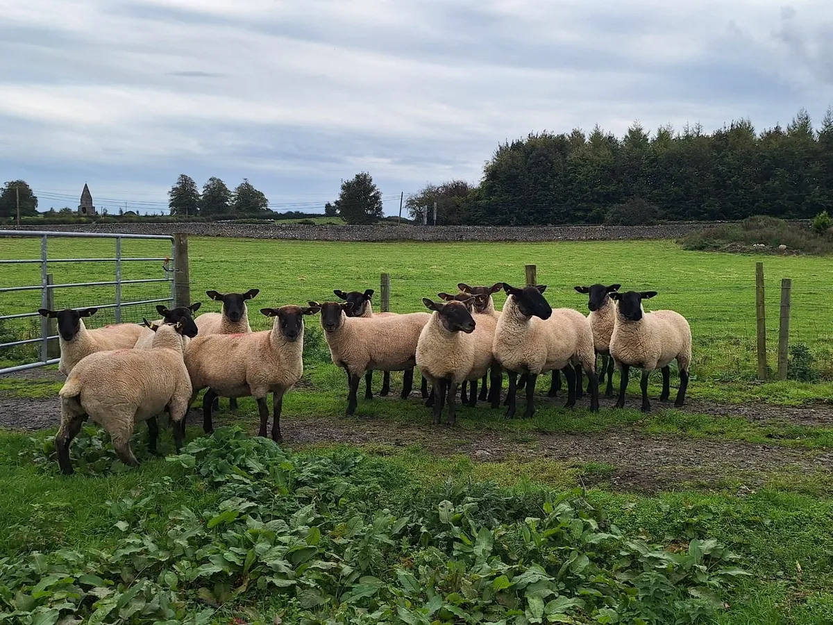Ewe Hoggets - Image 4