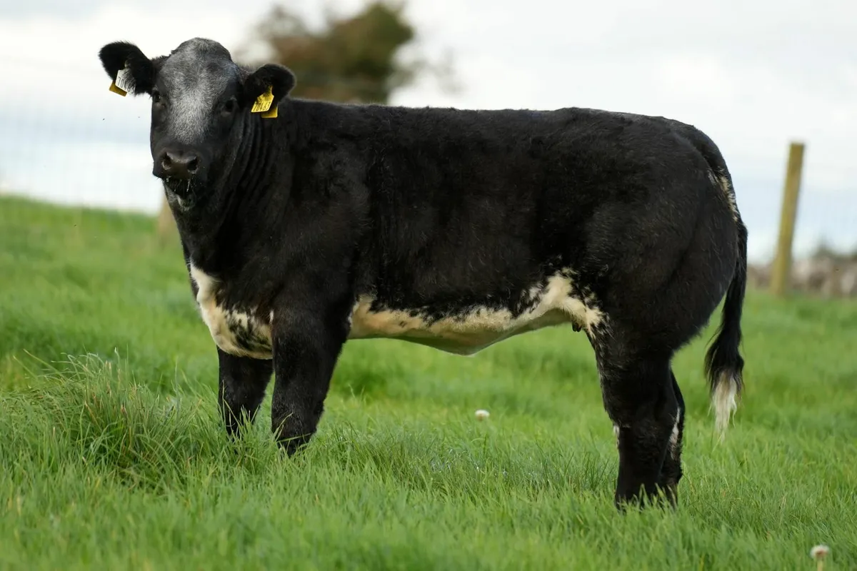 WEANLING HEIFERS - BALLINROBE SHOW & SALE - Image 2
