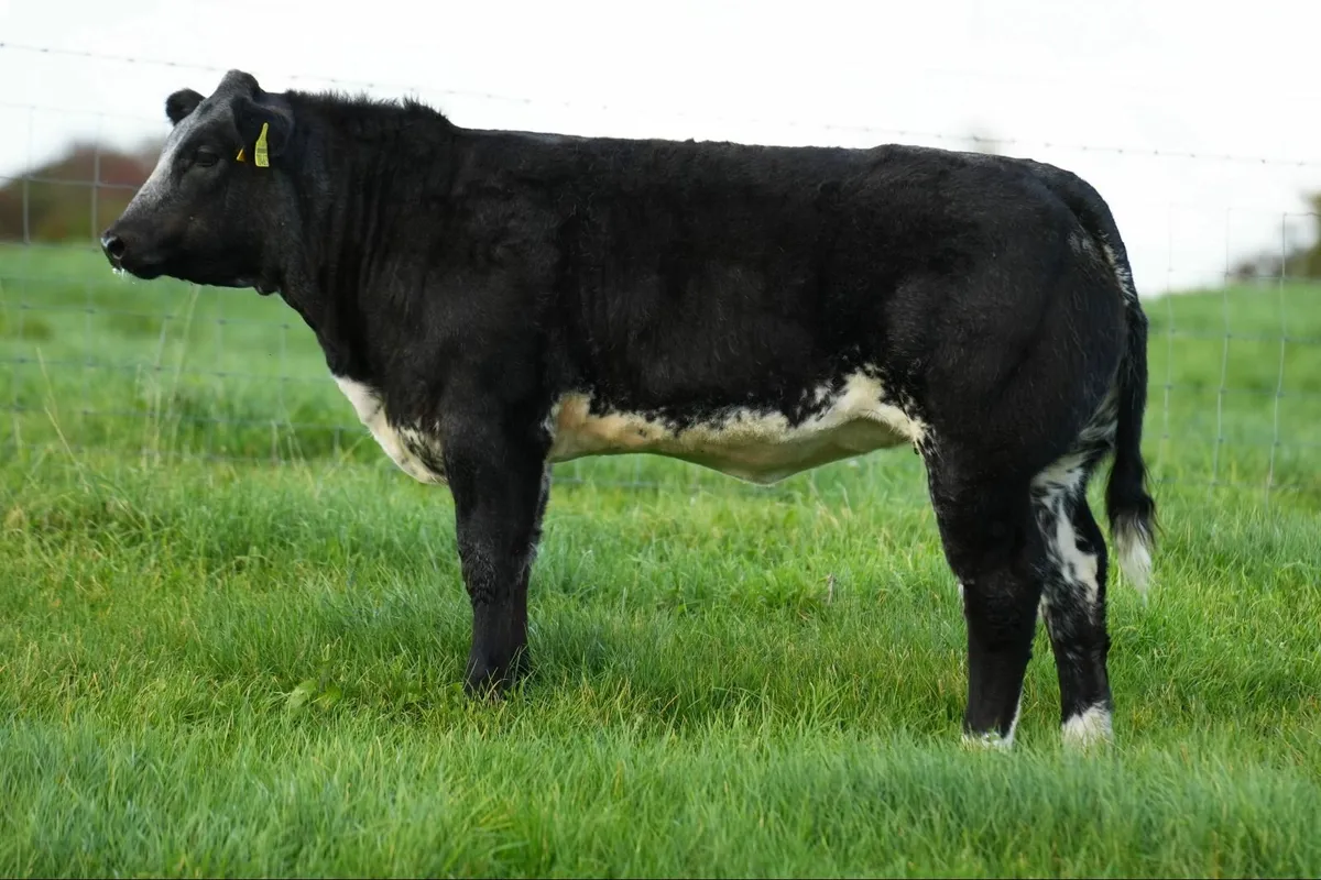 WEANLING HEIFERS - BALLINROBE SHOW & SALE - Image 3