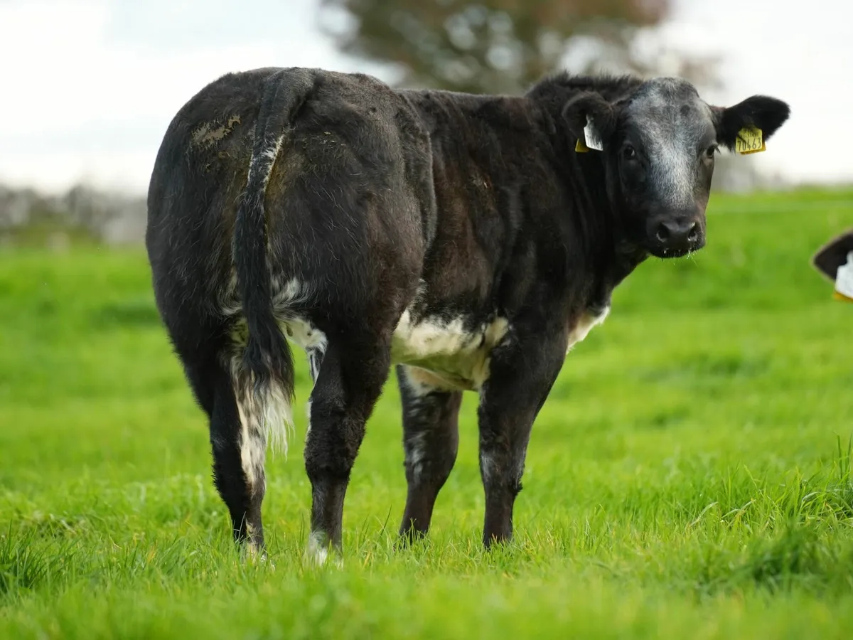 WEANLING HEIFERS - BALLINROBE SHOW & SALE - Image 1