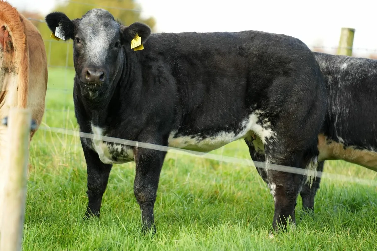 WEANLING HEIFERS - BALLINROBE SHOW & SALE - Image 4