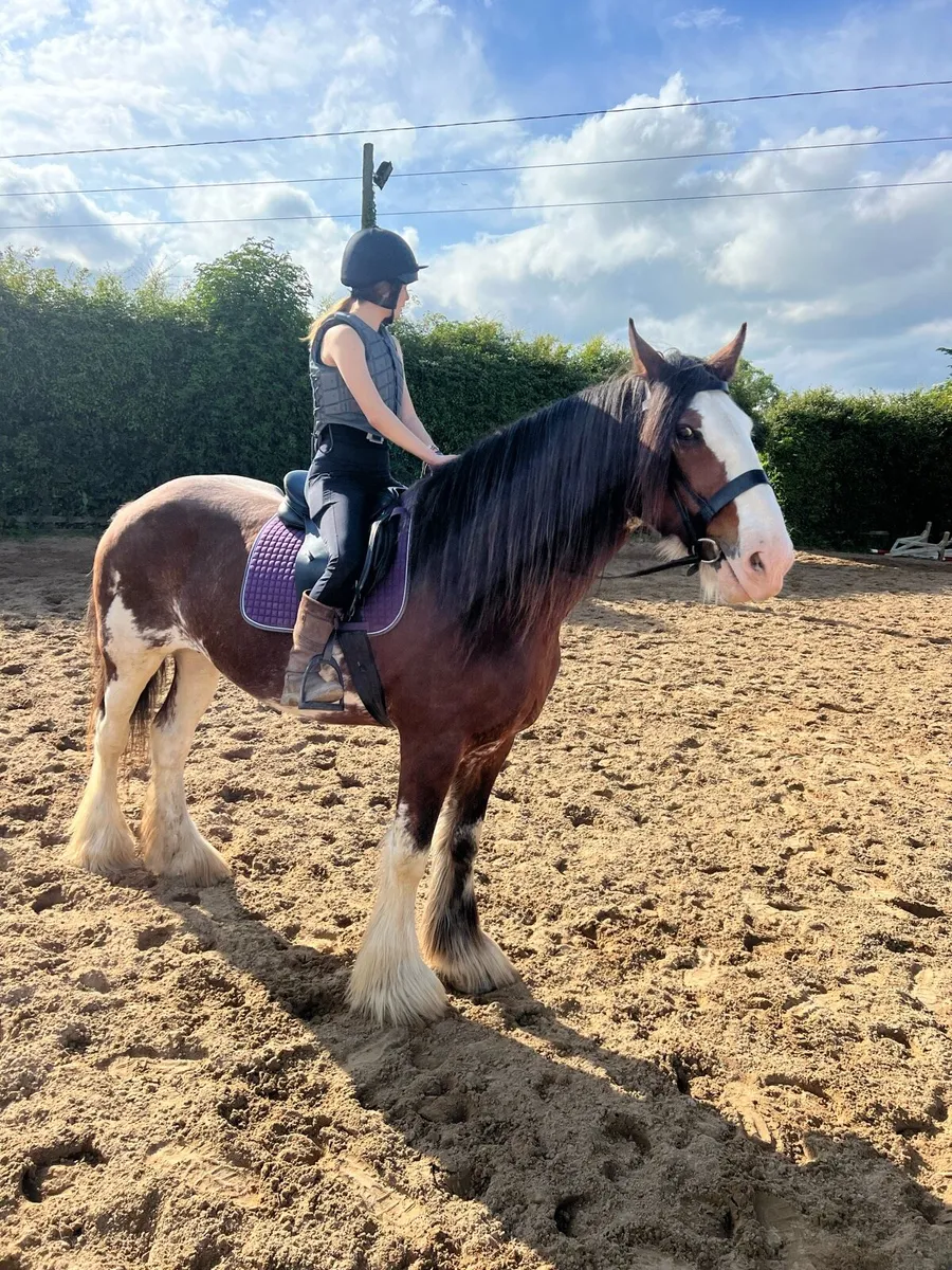 14 year old 18.2 hand clydesdale green book - Image 1