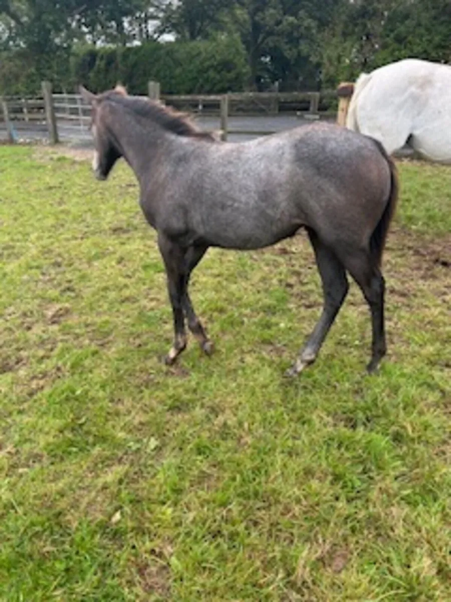 Thoroughbred foals for sale - Image 3