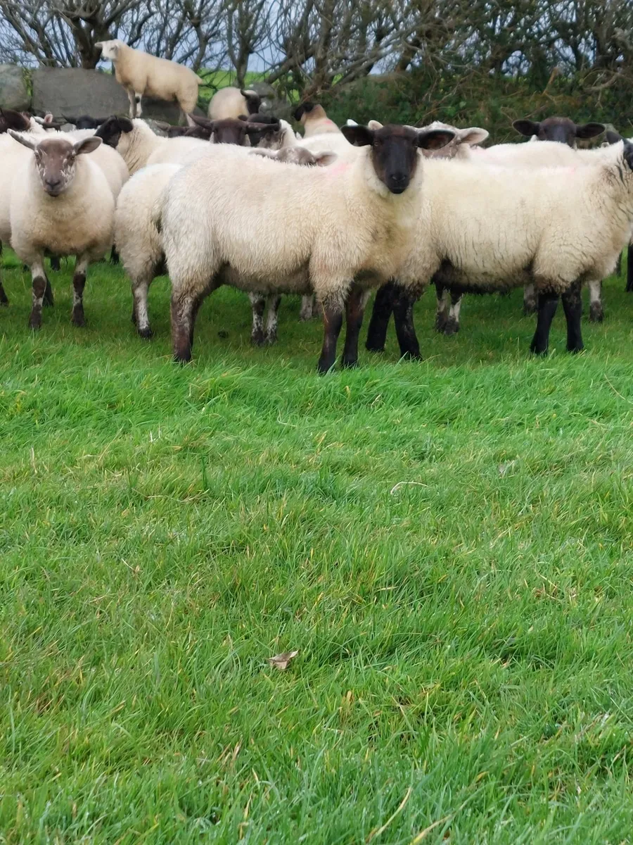 EWE LAMBS for ballinrobe mart thursday 25th Sep - Image 4