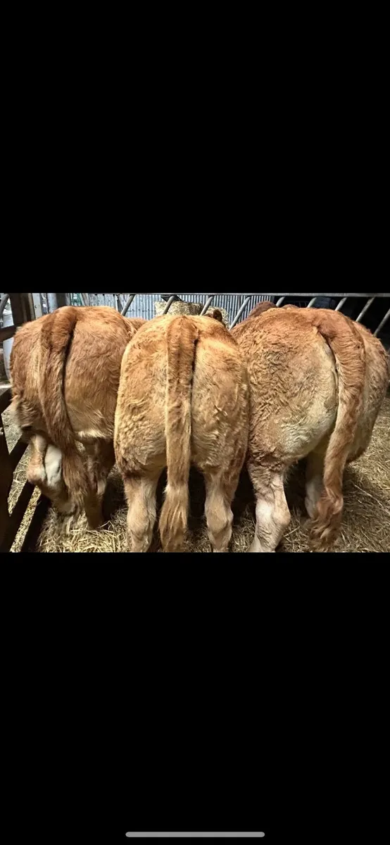 🥇Super limousin heifers with stars🥇 - Image 1