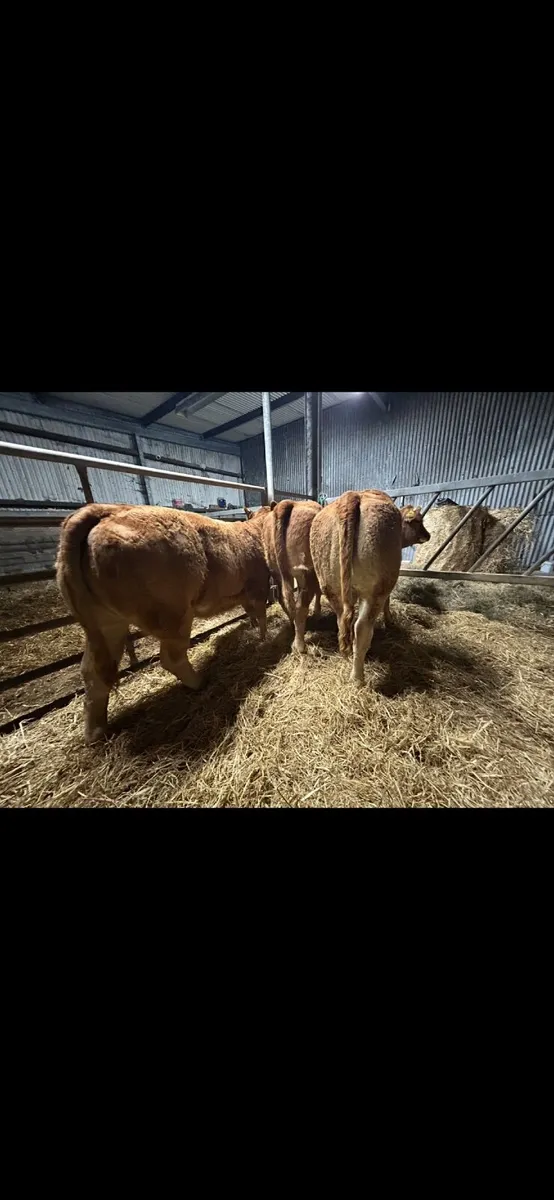 🥇Super limousin heifers with stars🥇 - Image 2